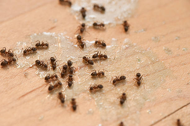 Prestonsburg, KY Pest Control Company